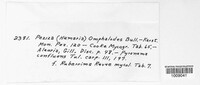 Pyronema omphalodes image
